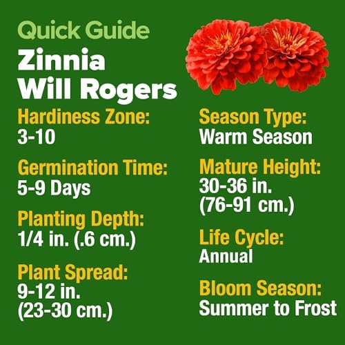 HOME GROWN Zinnia Seeds, Will Rogers, 150 Seeds, Zinnia elegans - Image 4