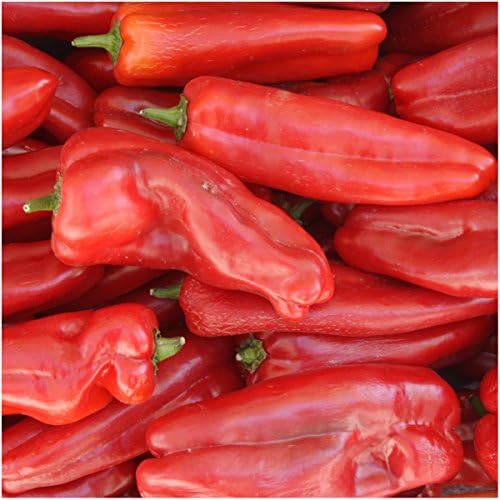 Seed Needs Anaheim Hot Pepper Seeds to Plant Vegetables - 1 Pack - Image 2