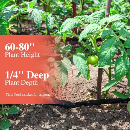 Groundio Beefsteak Tomato Seeds Non-GMO Heirloom Seeds, High Germination Indeterminate for Planting, Large Meaty Slicing Fruits, High Yield Summer Garden (Solanum lycopersicum) - Image 2
