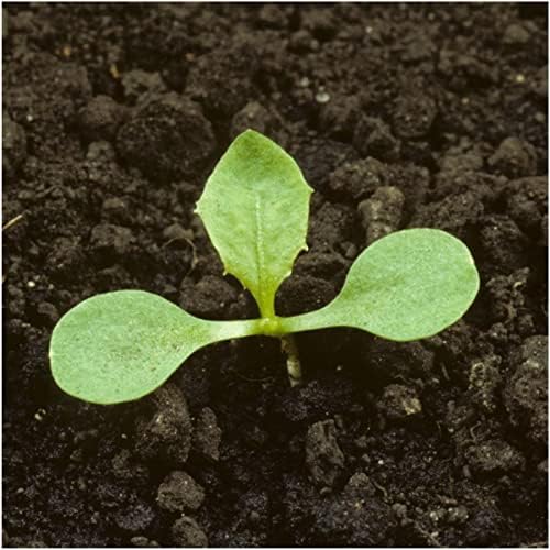 Seed Needs Garnet Stem Dandelion Seeds to Plant an Herb Garden - 1 Pack - Image 5