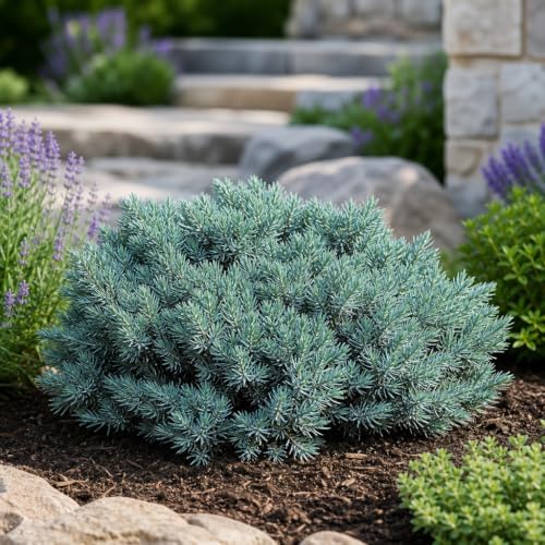 Blue Star Juniper - 20 Live Plants - Juniperus Squamata - Low Maintenance Evergreen Groundcover - Image 2