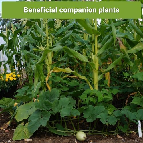 Sow Right Seeds - Three Sisters Seed Collection for Planting Home Garden - Image 5