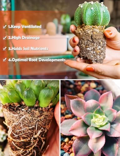 TOYPOPOR Succulent Soil, Cactus Potting Mix 1.25 Pounds/1 Quart, High Drainage, Pre-Mixed Ready to Use for All Succulent Varieties, Indoor Plants, Bonsai, Terrarium, Houseplant, 30% Particles 70% Soil - Image 5