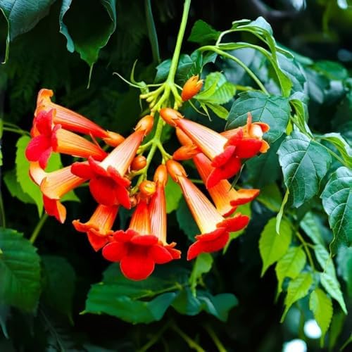 Hummingbird Trumpet Vine Seeds, 300 PCS, Fast-Growing Climbing Flowering Vine, Bright Orange Red Blooms, Attracts Hummingbirds & Butterflies, Hardy Perennial for Fence, Trellis & Garden - Image 4