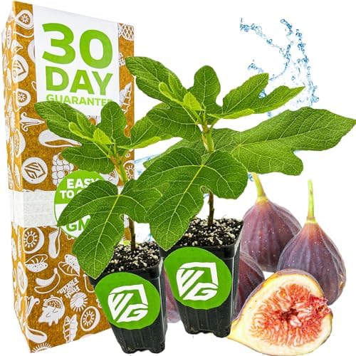 Chicago Hardy Fig Tree (2-Pack) Live Starter Plants by Wellspring Gardens by WellspringGardens