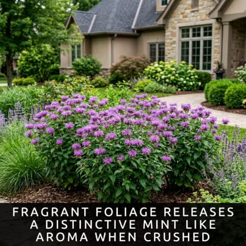 1 Lavender Bee Balm Live Plant Plug – Purple Monarda Perennial for Bees - Image 6