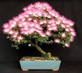 20 Albizia Julibrissin Mimosa Bonsai Tree Seeds for Planting | Persian Pink Silk Tree Seeds | Ornamental Flowering Bonsai Tree | Pink Powder Puff Blooms by CZGrain