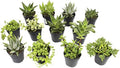 Altman Plants, Assorted Succulents Plants Live Houseplants (12PK), Succulent Plants Home Office Plants Live Indoor Plants, Live Plants Indoor House Plants, Easy Care Plants, Desk Plants Kitchen Plants by AltmanPlants