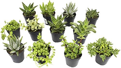 Altman Plants, Assorted Succulents Plants Live Houseplants (12PK), Succulent Plants Home Office Plants Live Indoor Plants, Live Plants Indoor House Plants, Easy Care Plants, Desk Plants Kitchen Plants by AltmanPlants
