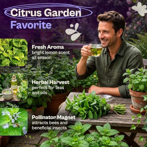 SVI 1000 Lemon Balm Non GMO Heirloom Herb Seeds, Melissa officinalis - Image 3