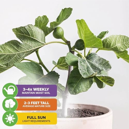 Fignomenal Dwarf Fig Live Plant - Ficus carica - Wellspring Gardens Starter Potted Plant for Indoor and Outdoor Home Decor, Gift Essential for House (2-Pack) - Image 4