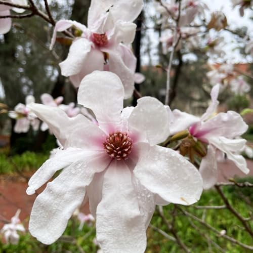 Star Magnolia Live Plant, Flowering Tree, 6-12 Inch Tall, 2.5 Inch Pot - Image 6