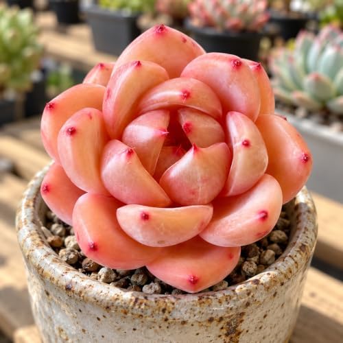 Echeveria 'Champagne' 2 Inch Bare Root Live Succulent Plant for Collectors - Image 4