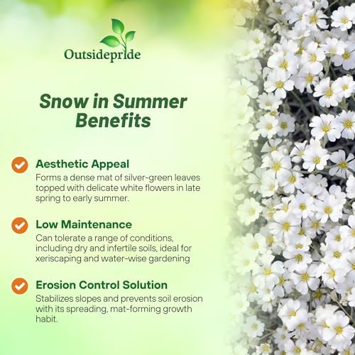 Outsidepride Snow in Summer Seeds - 5000 Pcs. Perennial, Drought-Tolerant & Easy to Grow, Ground Cover Seeds for Planting Silver Foliaged, White Blooms, Great for Rock Gardens, and Dry Landscapes - Image 3