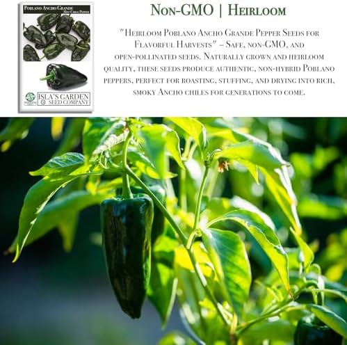 Poblano Ancho Grande Pepper Seeds (Capsicum annuum) – 50+ Heirloom Non-GMO Seeds by Isla’s Garden Seeds, Mild & Smoky Flavor, Perfect for Roasting, Stuffing & Drying, High-Yield Garden Favorite - Image 3