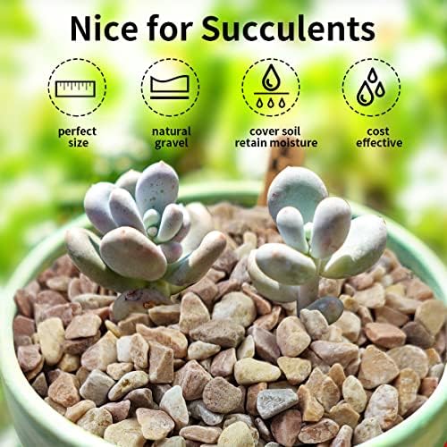 FANTIAN 2 lbs Pea Gravel for Plants, 3/8 Inch Pebbles for Vase - Image 5
