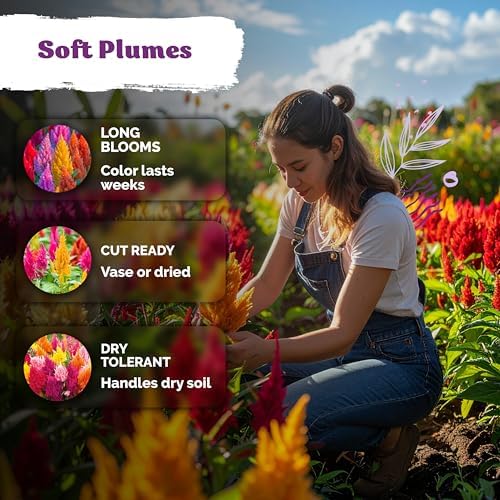 500 Mixed Pampas Plume Heirloom Flower Seeds for Planting, Celosia Plumosa - Image 4