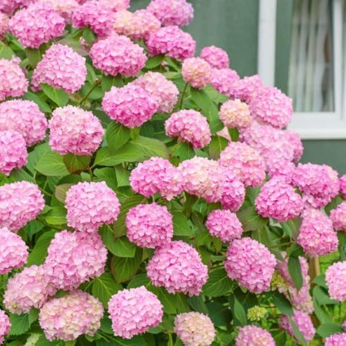 Pink Reblooming Hydrangea Live Plant, Flower Shrub, 2.5 Inch Pot - Image 5