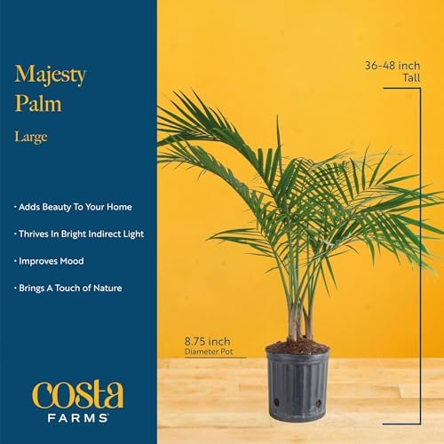 Costa Farms Majesty Palm, Live Indoor Plant, Tropical Decor, Air Purifying - Image 4