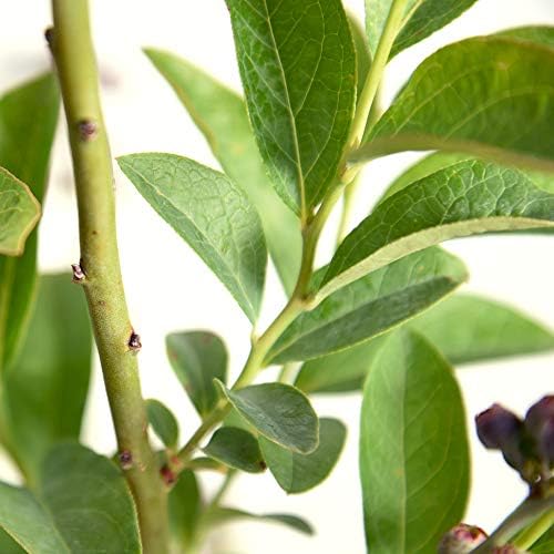 Perfect Plants Premier Blueberry Bush, 3 Gallon, Live Fruit Plant - Image 2