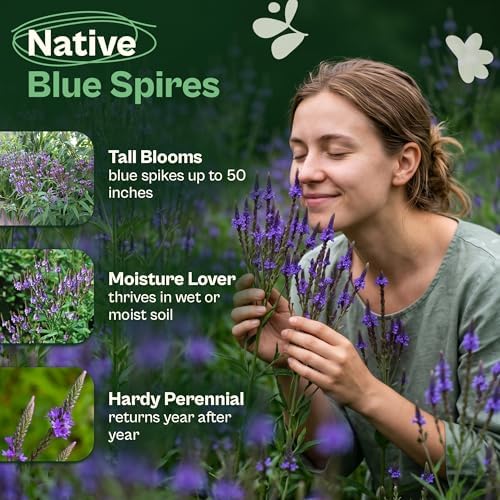 SVI 2500 Blue Vervain Seeds (Verbena hastata) – Vervain Herb, Verbena Seed Packets Bulk – Tall Wildflower, Native Perennial Flower Seeds Packets Outdoor Flower Garden, Meadows, Containers - Image 3