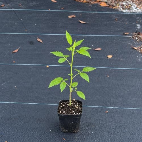 Set of 3 Tecoma Stans Yellow Bells Live Plants, 4-8 in, No Pot - Image 4