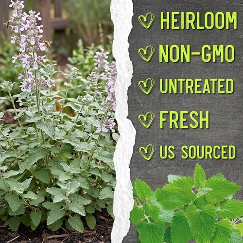 Seed Needs Catnip Seeds to Plant an Herb Garden - 1 Pack - Image 6