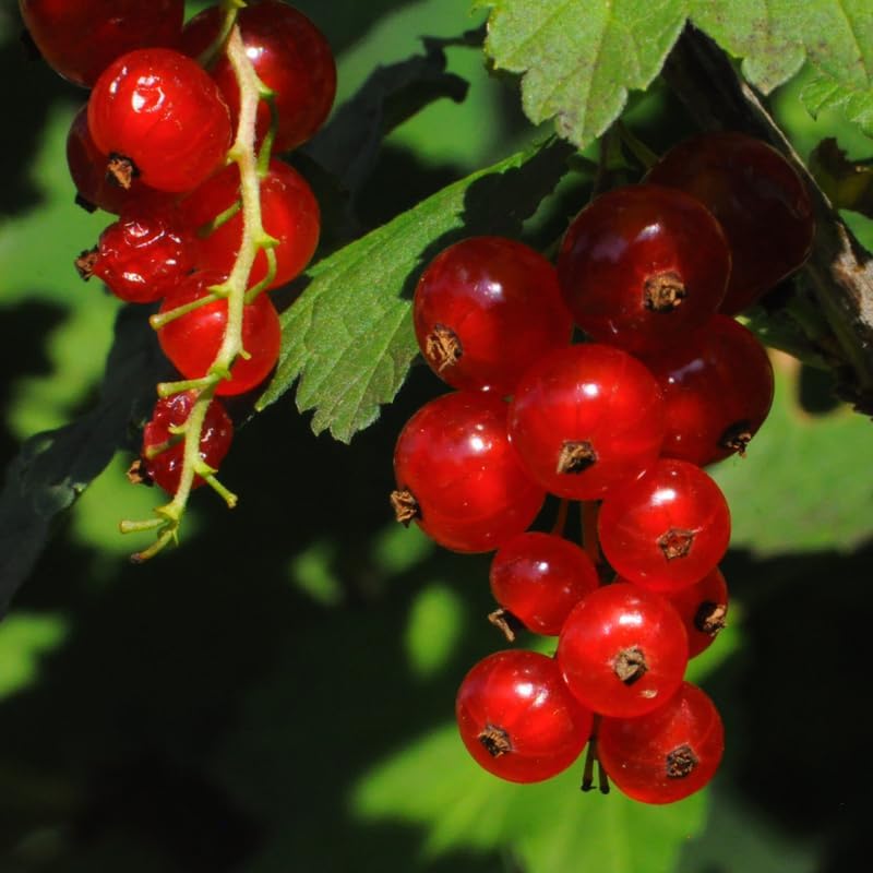 Red Currant Bush Live Plant, Outdoor Berry Plant, 5-9 Inch Tall - Image 6