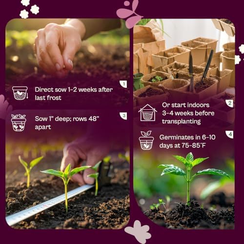SVI 30 Telegraph English Cucumber Seeds (Cucumis sativus) – English Cucumbers, Cucumber Seed Packets – Heirloom Vegetable Seeds for Home Garden & Vegetable Garden, Raised Beds, Containers - Image 5
