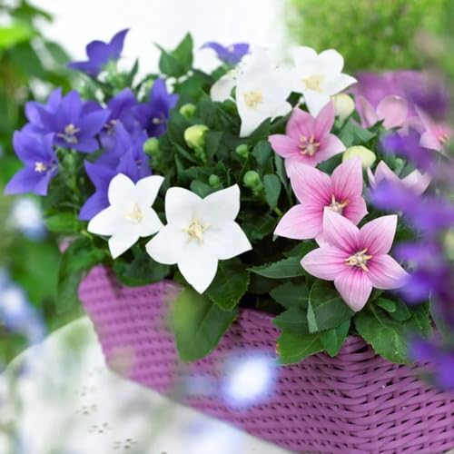 Balloonflower Mix 150 Seeds, Blue Pink White Perennial Flowers - Image 5