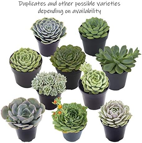 Echeveria Succulents Live Plants (3 Pack) - Image 5