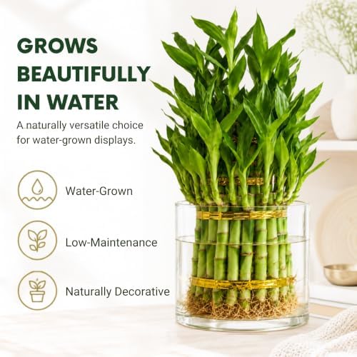 Lucky Bamboo Live Plant, 3 Layer Dracaena Sanderiana Houseplant - Image 4