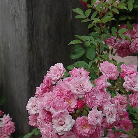 Peggy Martin Rose Shrub – Thornless Climbing Rose, Fragrant Pink Blooms, Vigorous & Cold Hardy – Live Plant (2 Gallon Plant) by Unknown