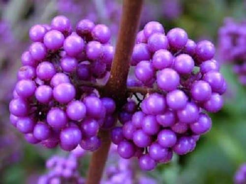40 American PURPLE BEAUTYBERRY Shrub Flower Callicarpa Americana Seeds - Image 4