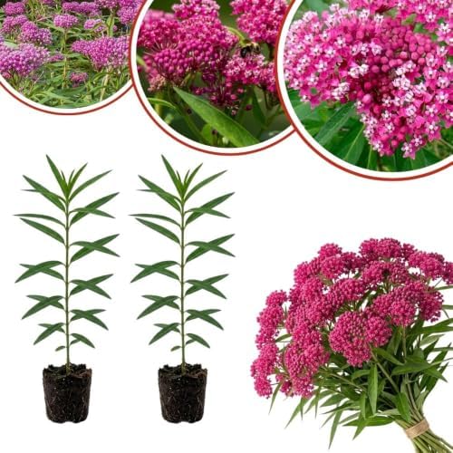 Set of 2 Pink Milkweed Live Plant 4-6" Tall, Dormant in Winter by Unknown