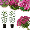 Set of 2 Pink Milkweed Live Plant 4-6" Tall, Dormant in Winter by Unknown