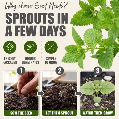 Seed Needs Lemon Balm Seeds to Plant Non-GMO & Heirloom Tea Herbs XL Pack - Image 5
