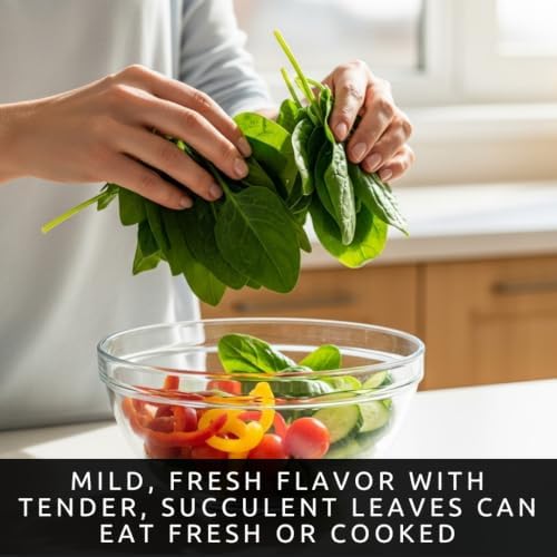 500 Malabar Spinach Seeds | Basella Alba Climbing Leafy Green Seeds - Image 3