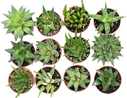 Live Indoor Succulent Plants – 2-inch Assorted Small Succulent – Real Fully Rooted Indoor Succulent Plants (12) - Image 5