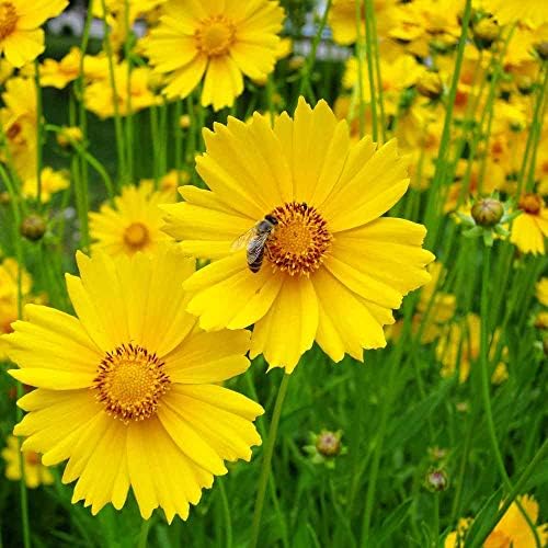 Outsidepride Lance-leaved Coreopsis Seeds - 1 lb. Perennial, Humidity & Drought Tolerant Flower Seeds for Planting Clumping Vibrant Golden Blooms, Ideal for Xeriscaping and Low Maintenance Gardens by Outsidepride