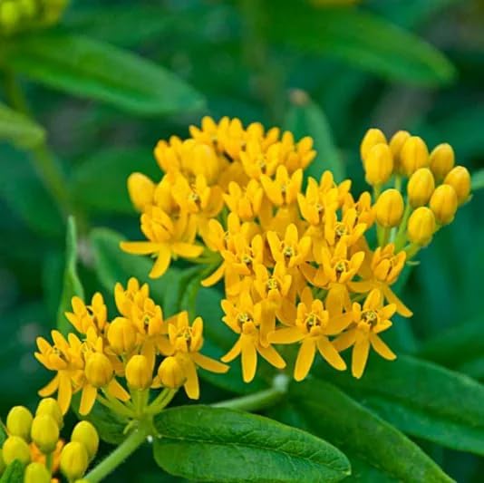 Yellow Milkweed (Asclepias curassavica), 2 Pack Live Plants, 5-9" Tall - Monarch Butterfly Host Plant, Bright Yellow Blooms, Hardy Zones 9-11, Indoor/Outdoor - Image 3