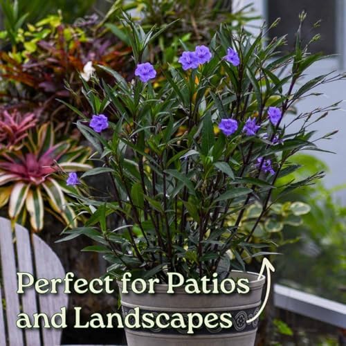 Tropical Plants of Florida Purple Ruellia Live Plant - 3 Gallon 26 to 34 Inch Tall Flowering Shrub Outdoor Garden Border Hedge Plant - Image 4