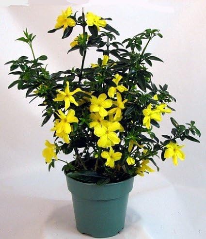 Primrose Jasmine - 4 x 2 inch Cups - Image 3
