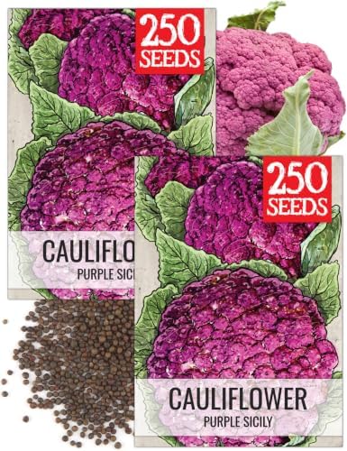 Seed Needs Purple Sicily Cauliflower Seeds to Plant Heirloom 2 Packs by SeedNeeds