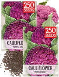 Seed Needs Purple Sicily Cauliflower Seeds to Plant Heirloom 2 Packs by SeedNeeds