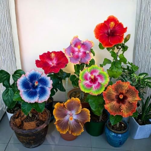 4 Mix Hibiscus Plants Live, Cold Hardy Flower Bush, 4-8" Tall - Image 4