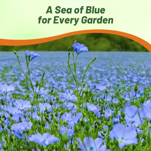 Outsidepride Sky Blue Flax Seeds - 2000 Pcs Annual Flower Seeds for Planting, Self-Seeding, Drought-Tolerant w/Compact Growth, for Small Gardens, Meadows, Borders, or Mass Plantings - Image 6