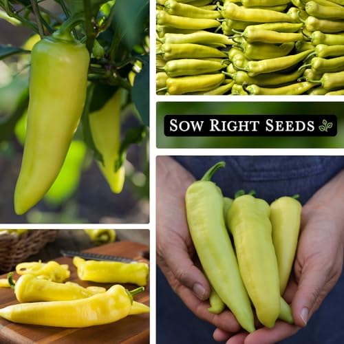 Sow Right Seeds-Sweet Banana Pepper Seed for Planting Long Mild Peppers 4pk - Image 4