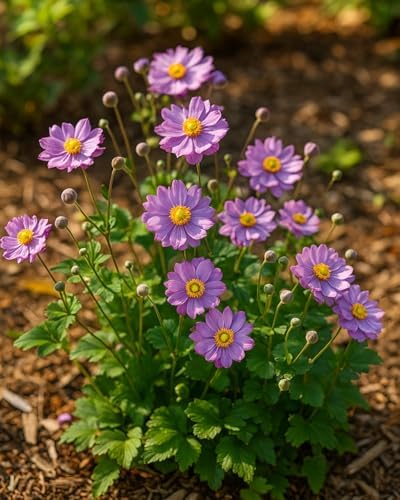 Perennial Farm Anemone x Hybrida Fantasy™ 'Pocahontas' – Live Windflower in #1 Container, Semi-Double Pink Blooms, Compact, Long Blooming, Deer Resistant, Ideal for Borders & Pollinator Gardens - Image 4