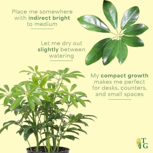 Live Arboricola Umbrella Tree Plant, Schefflera Arboricola, 6" Pot - Image 7
